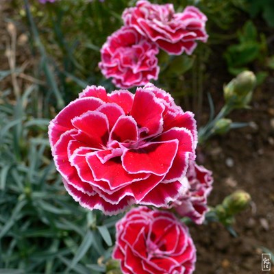 Red carnations - Œillets rouges