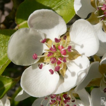 Pear tree flower - Fleurs de poirier