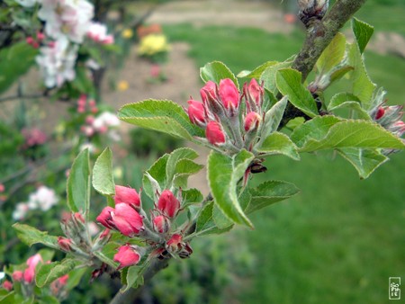 Apple flower buds - Boutons de fleurs de pommiers