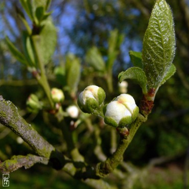 Apple tree buds - Bourgeons de pommier