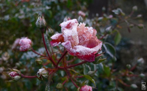 Frozen rose - Rose gelée