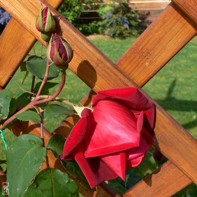 Red rose on a lattice - Rose rouge sur un treillis