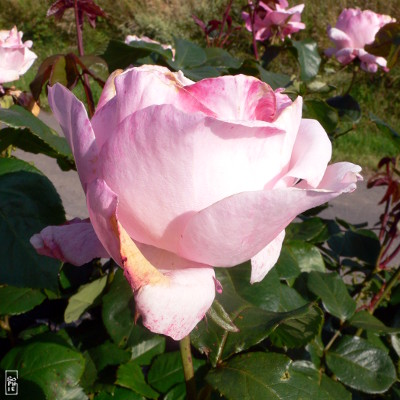 Pink rose - Rose rose