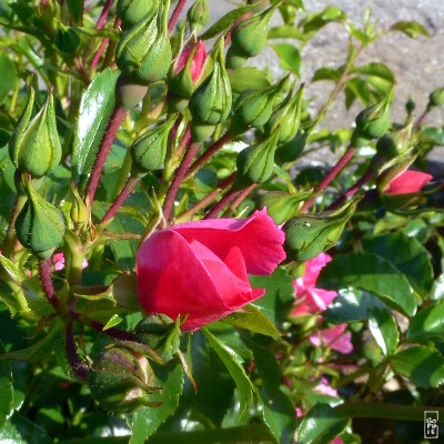 Red rosebud - Bouton de rose rouge
