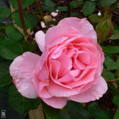 Raindrops on a pink rose - Gouttes d’eau sur une rose rose