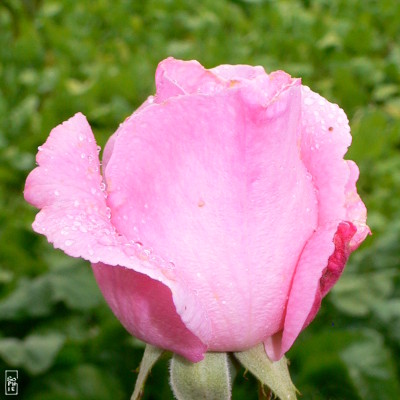 Raindrops on a pink rose - Gouttes d’eau sur une rose rose