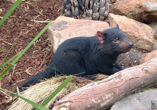 Tasmanian Devil - Diable de Tasmanie