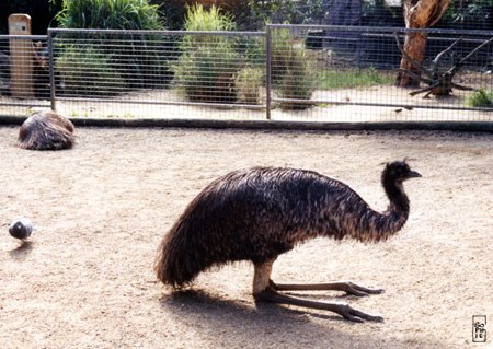 Emu - Émeu