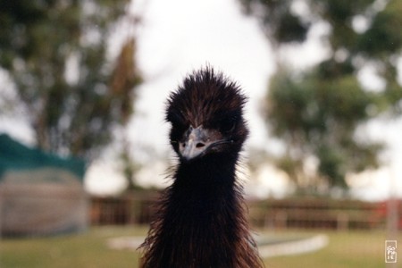 Emu - Émeu