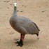 Cape Barren goose