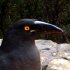 Currawong