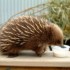 Echidna