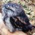 Tawny frogmouth