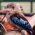 Kookaburra à ailes bleues