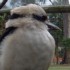 Kookaburra rieur