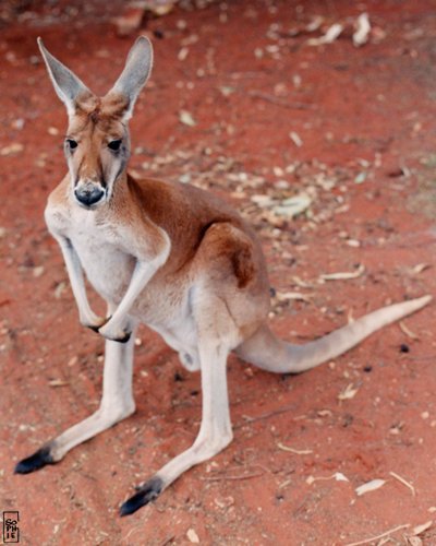 Kangaroo - Kangourou