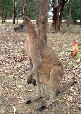 Kangaroo - Kangourou