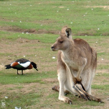 Kangaroo with joey - Kangourou avec un joey