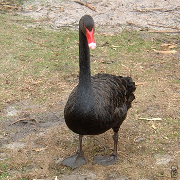 Black swan - Cygne noir