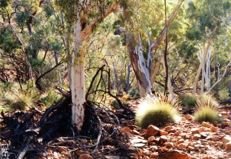 Gum tree and spinifex - Eucalyptus et spinifex