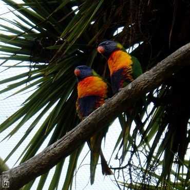 Parrots - Perroquets