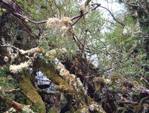 Lichen and moss - Lichen et mousse