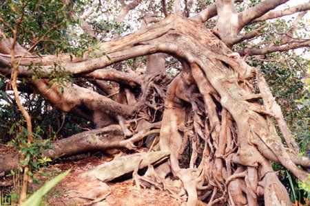 Roots - Racines